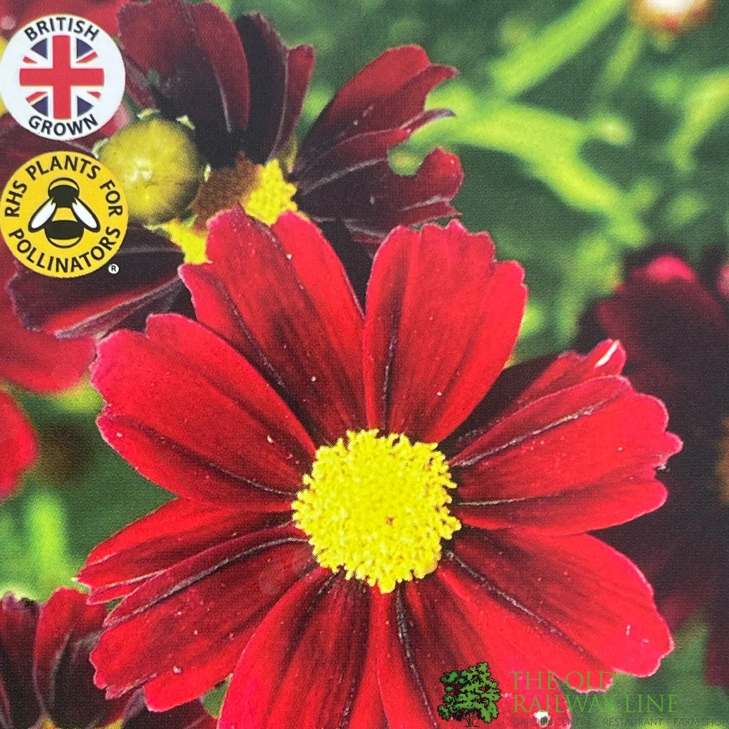 Coreopsis Little Bang 'Red Elf' Plant 3Ltr