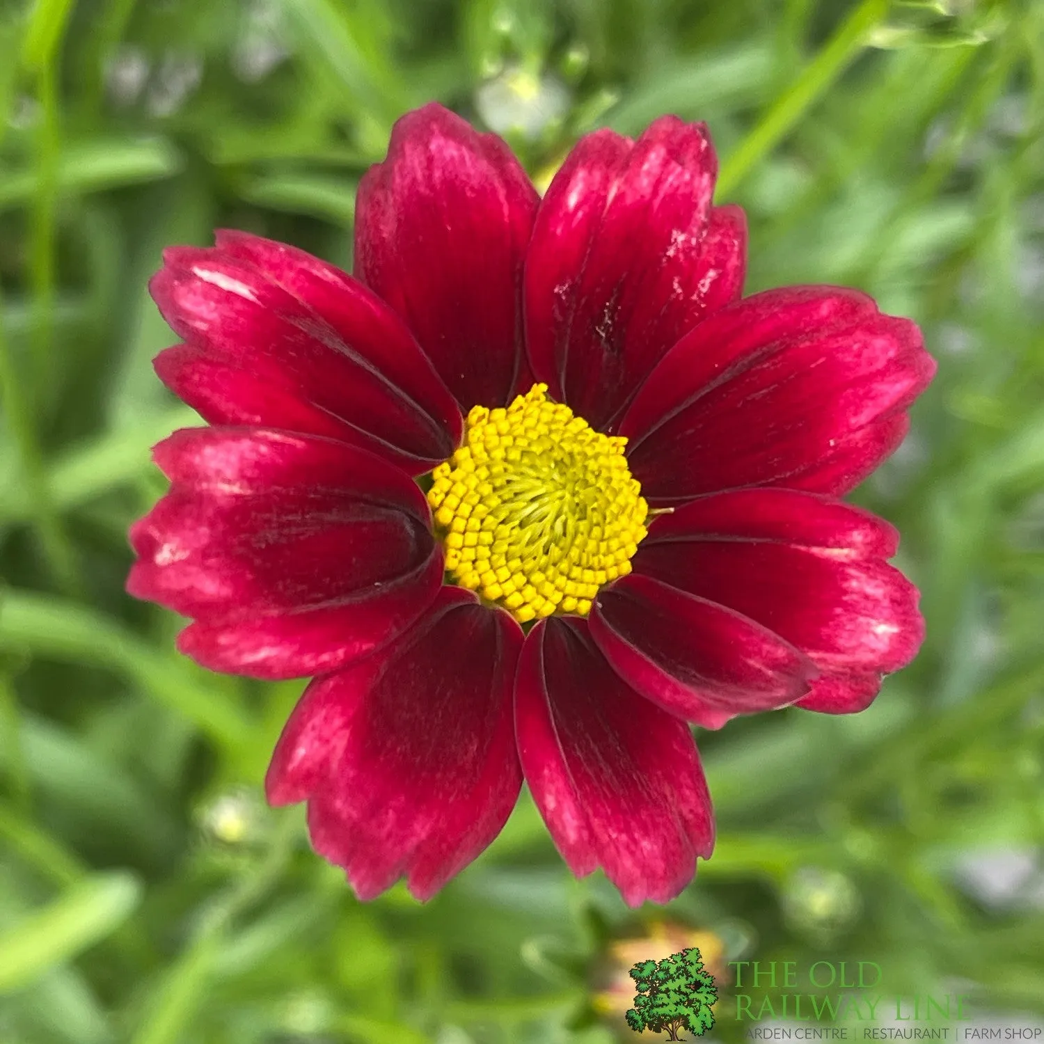 Coreopsis Little Bang 'Red Elf' Plant 3Ltr