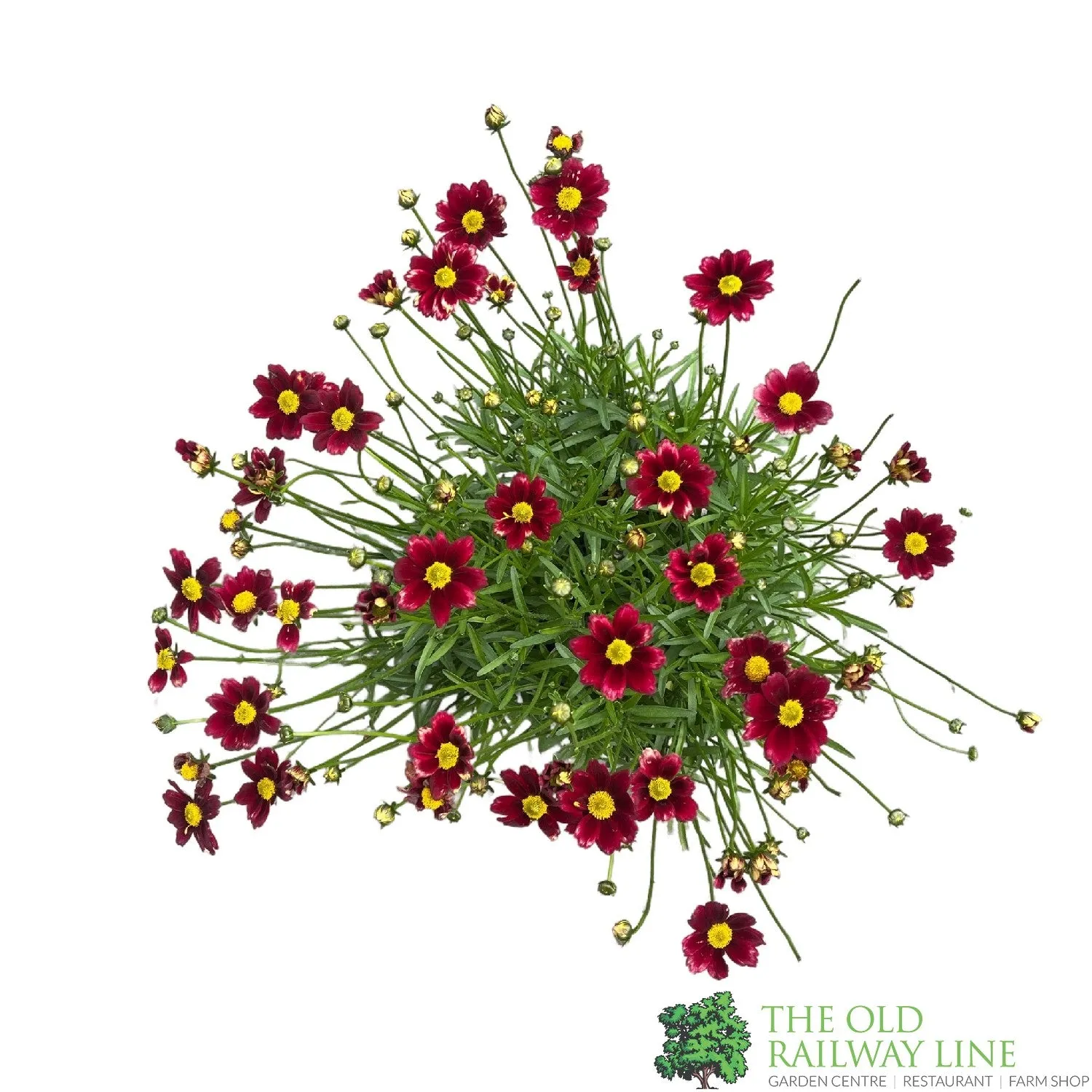 Coreopsis Little Bang 'Red Elf' Plant 3Ltr