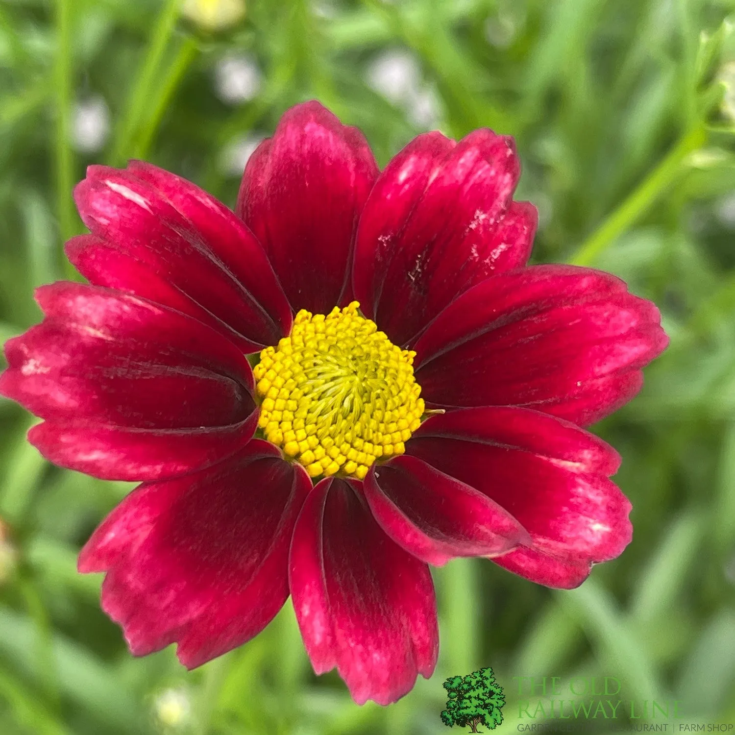 Coreopsis Little Bang 'Red Elf' Plant 3Ltr